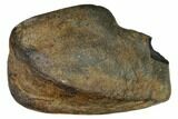 Fossil Whale Ear Bone - Miocene #144919-1